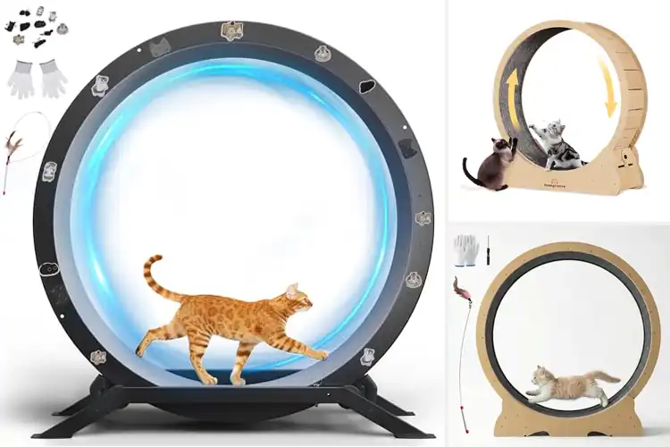 Detailed view of Best Cat Wheels: Top Picks for Active, Happy Cats Indoors