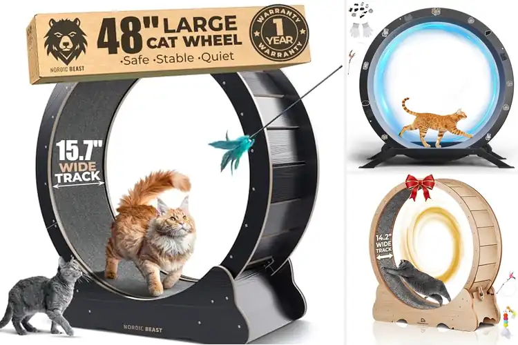 Detailed view of Best Durable Cat Wheels
