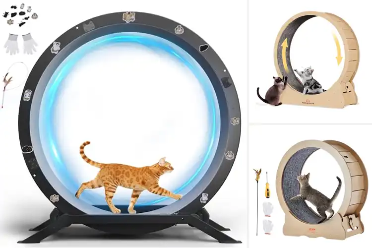 Detailed view of Best Indoor Cat Wheels